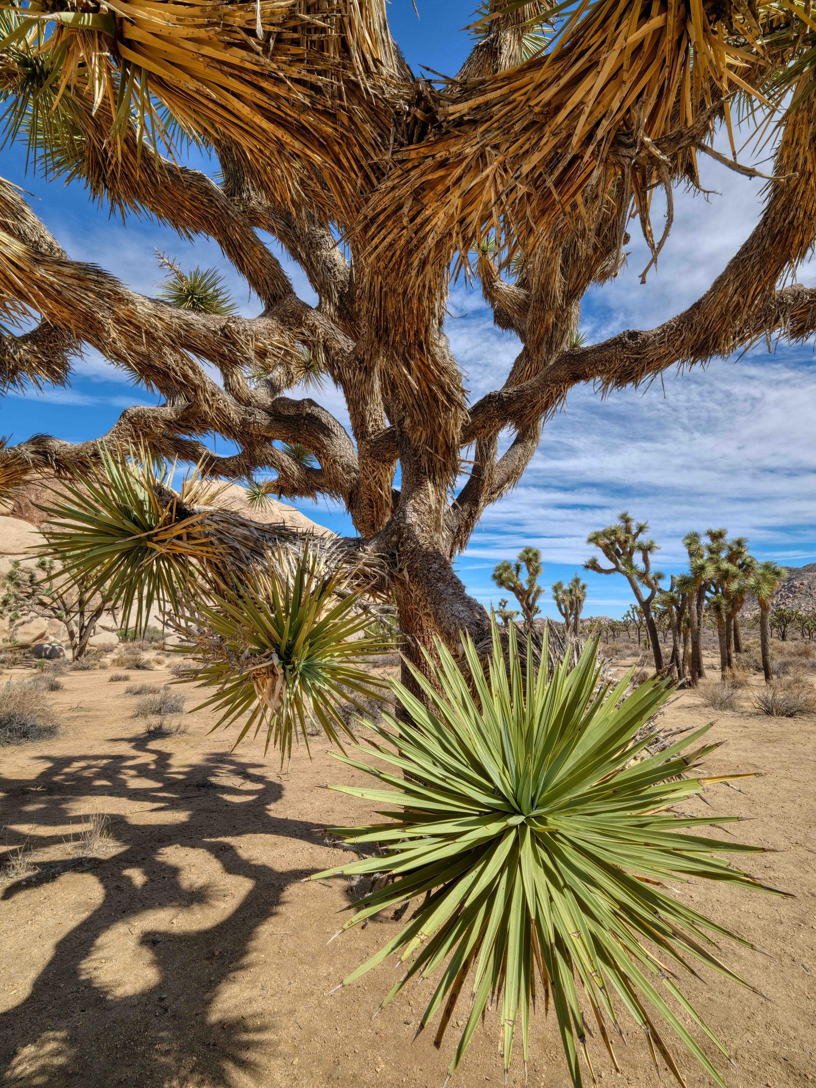 Attacking Joshua Tree (Frank Cortese)