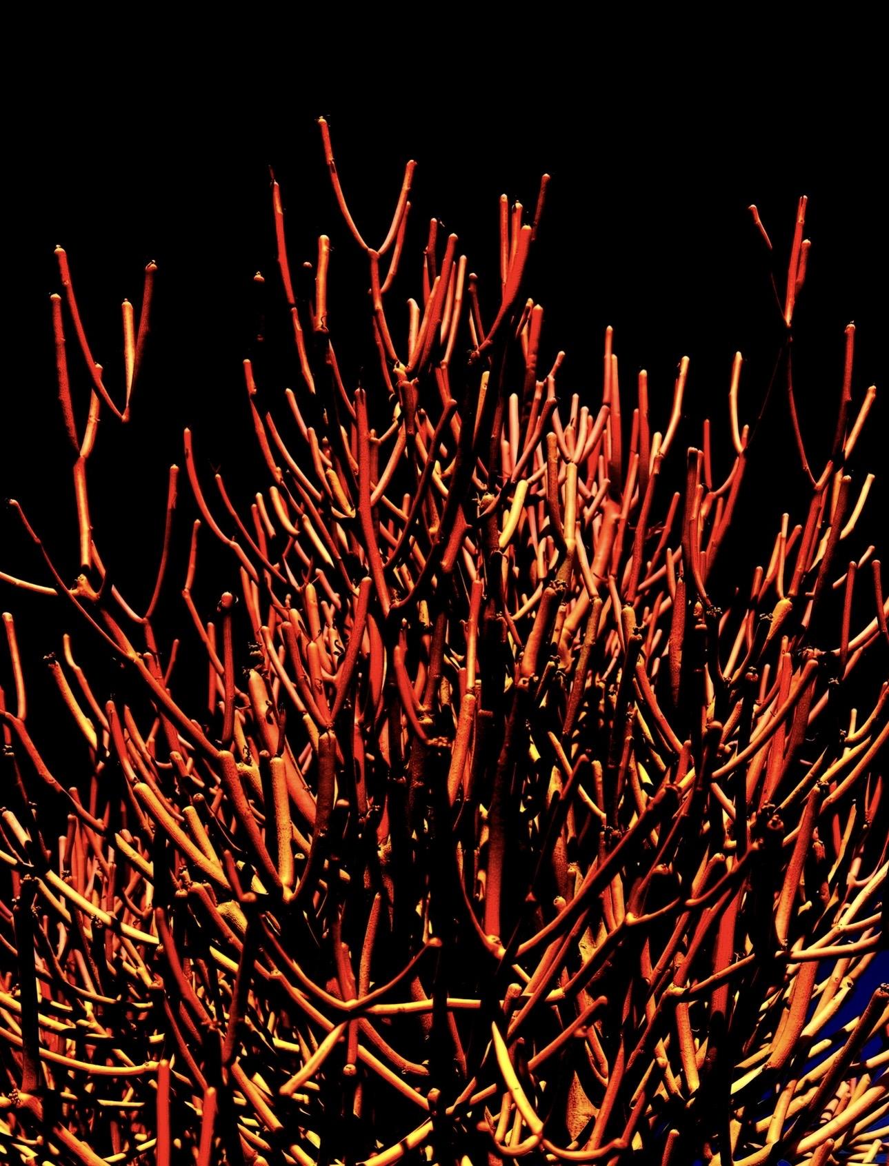 Flaming Firesticks