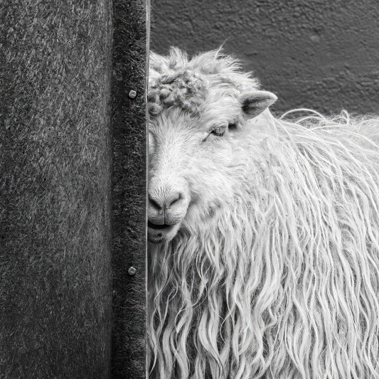 Sheepish (Michael Hrankowski)