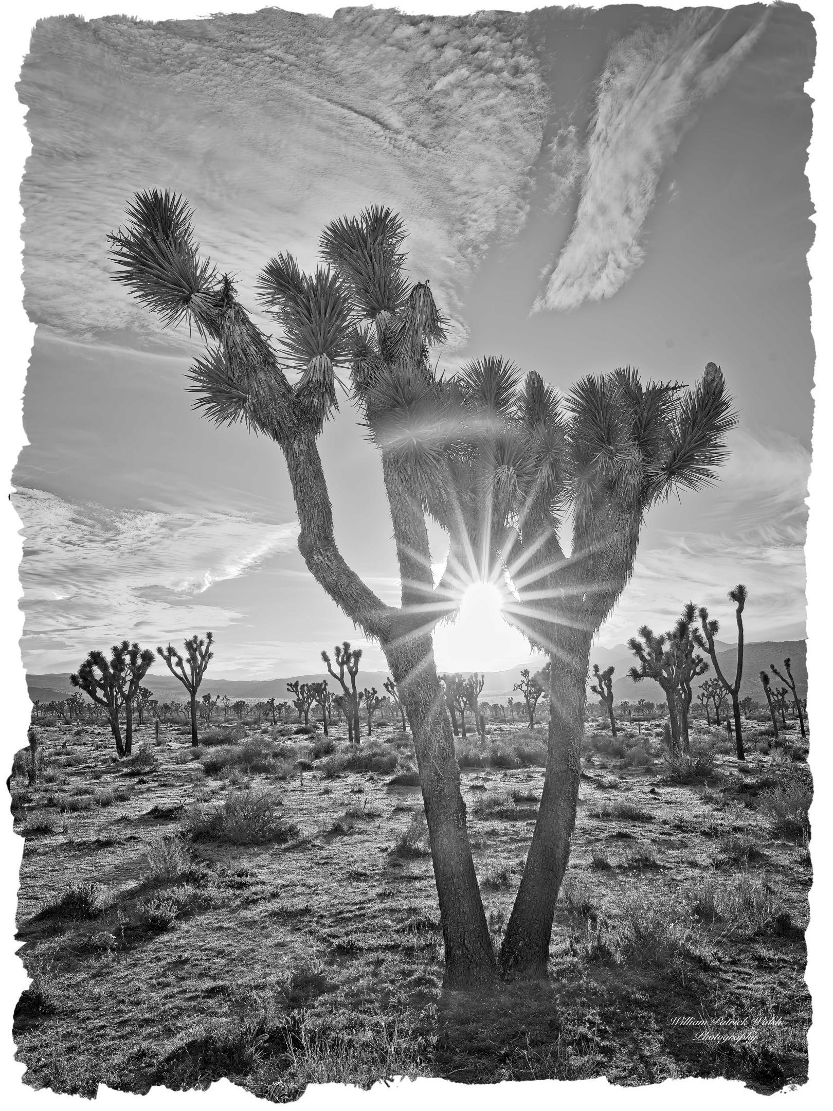 Silhouette Shadows (William Walsh)