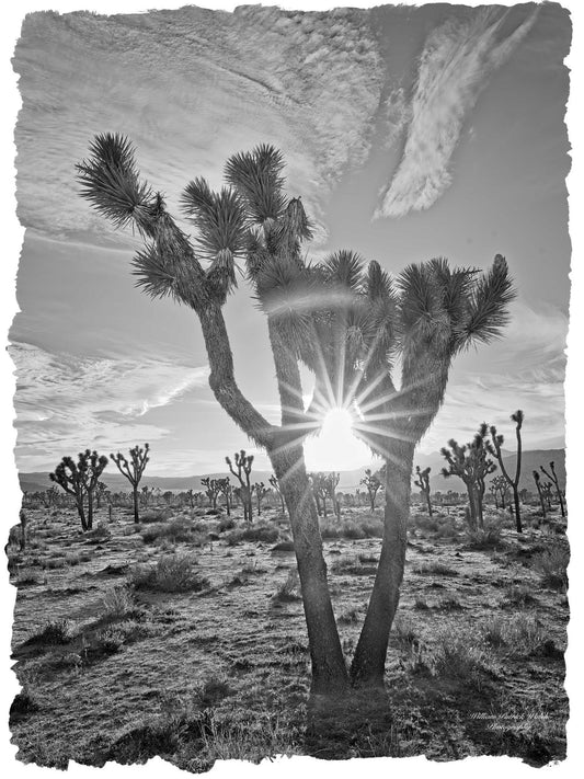 Silhouette Shadows (William Walsh)