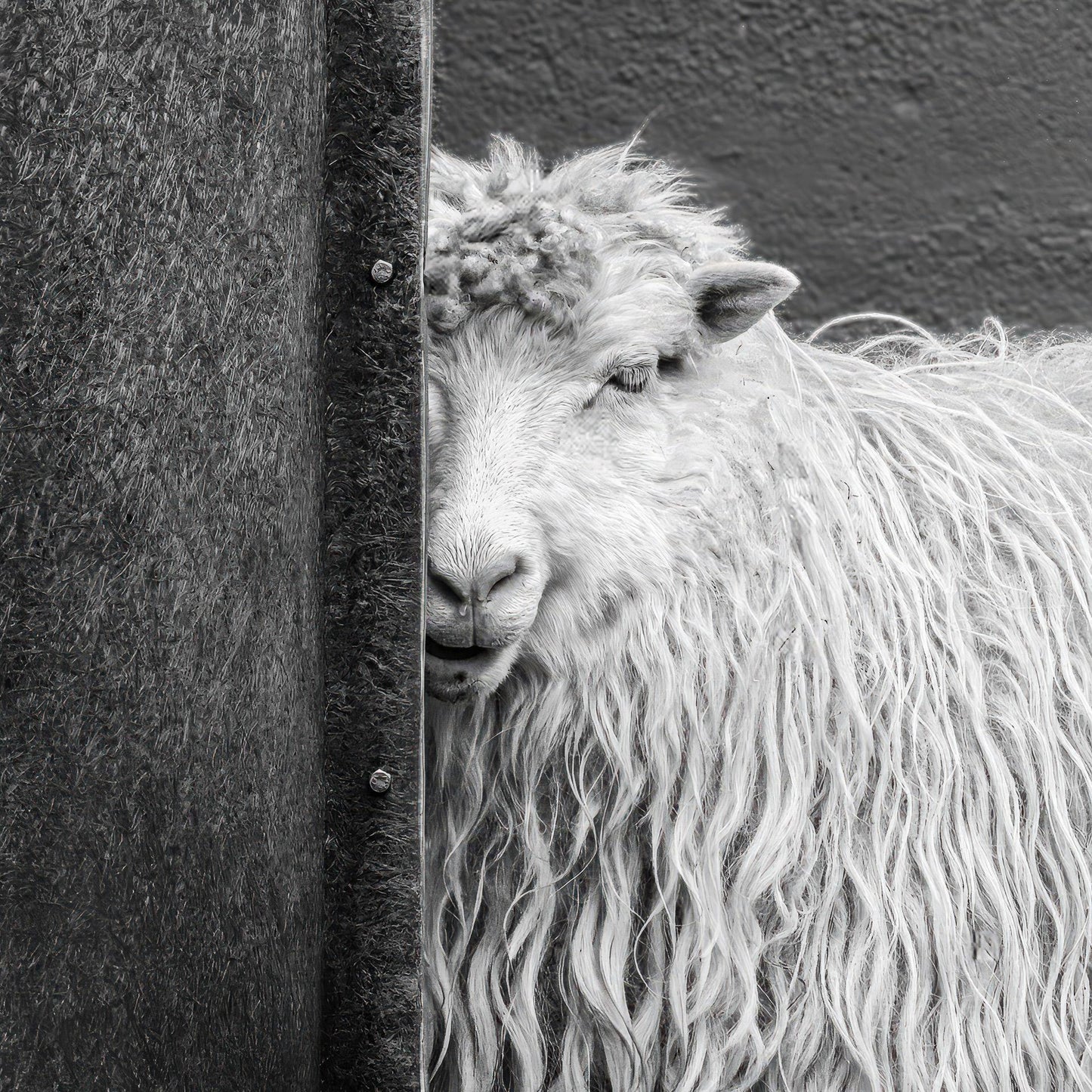 Sheepish (Michael Hrankowski)