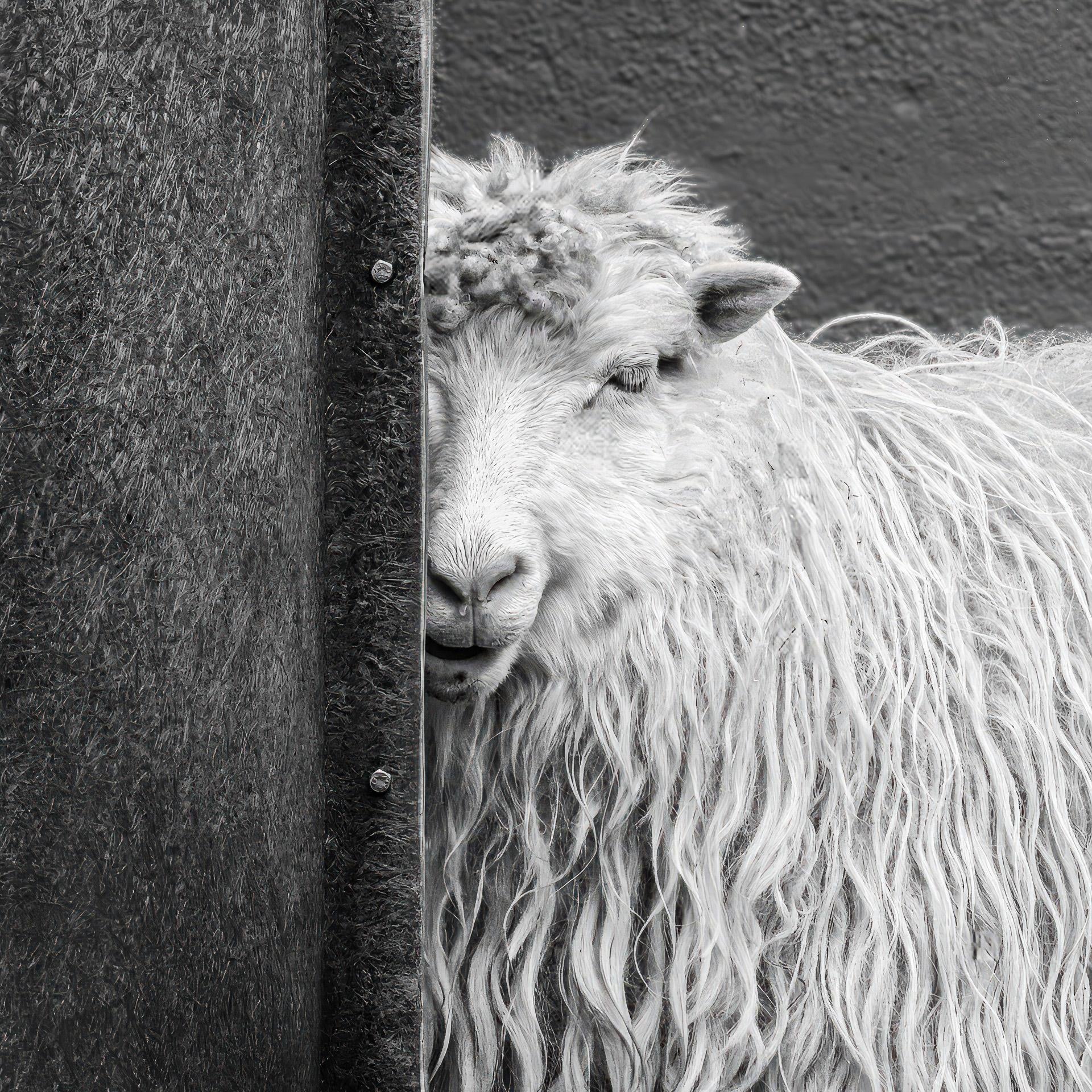 Sheepish (Michael Hrankowski)