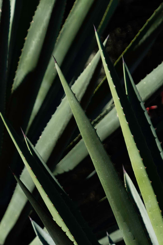 Agave (Michael W Foxworthy)