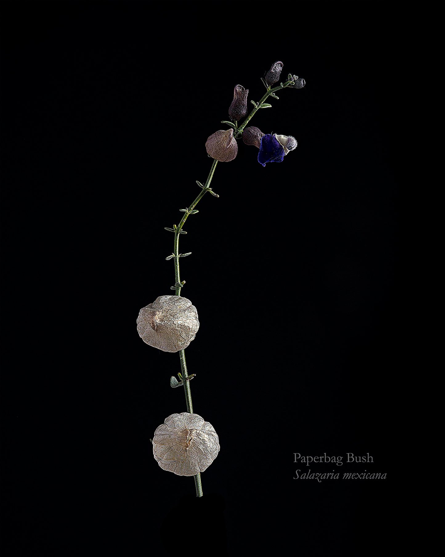 Paperbag Bush - Stem and Flower