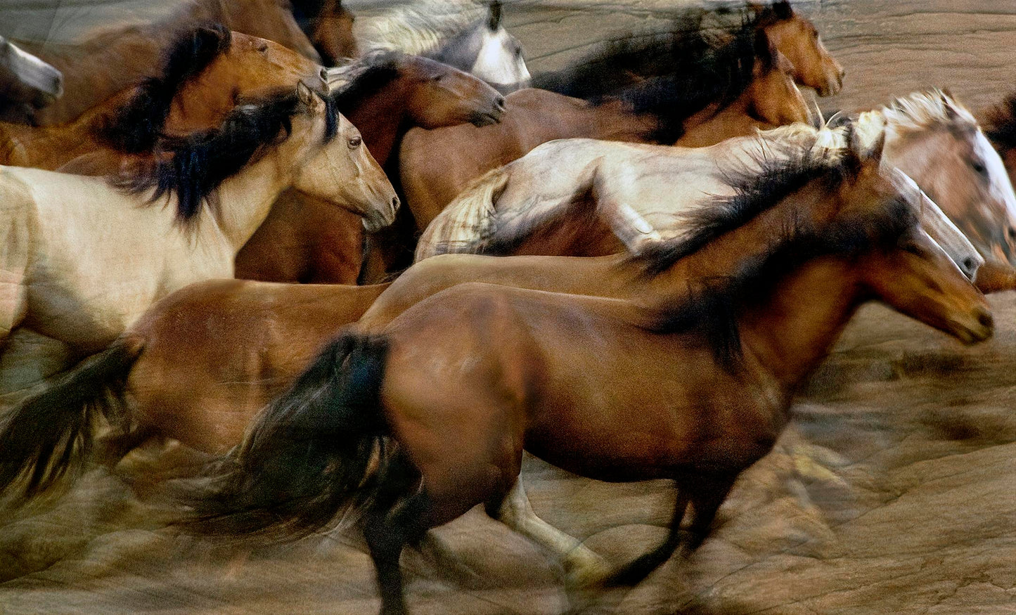 Running Wild; Mustangs of Wyoming