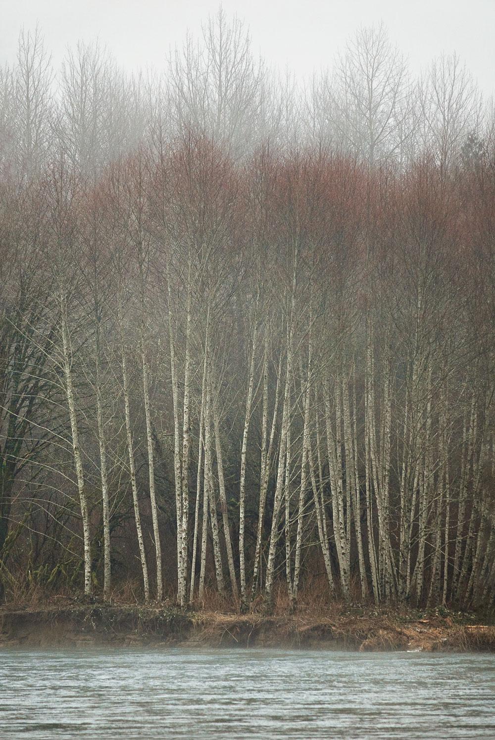 Trees (Diane Padys)