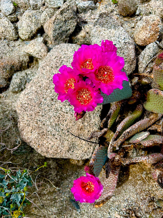 Cactus Bloom, Randall Henderson Trail (Laura Biscaro)