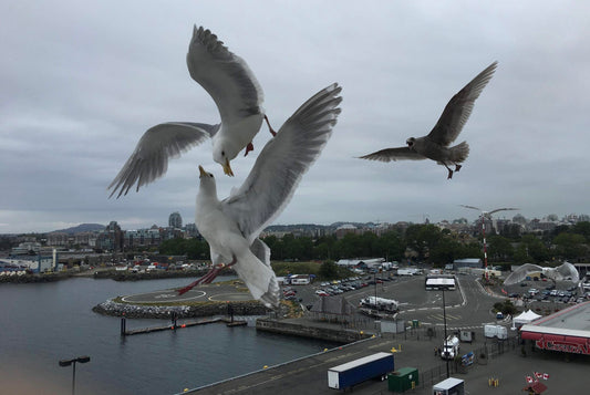 Seattle Seagulls (Jeff Tanner)